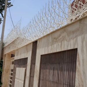 حفاظ شاخ گوزنی در مشهد