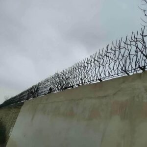 حفاظ شاخ گوزنی در سبزوار