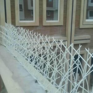 حفاظ شاخ گوزنی در مهرشهر کرج