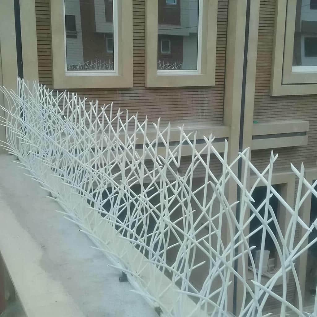 حفاظ شاخ گوزنی در مهرشهر کرج