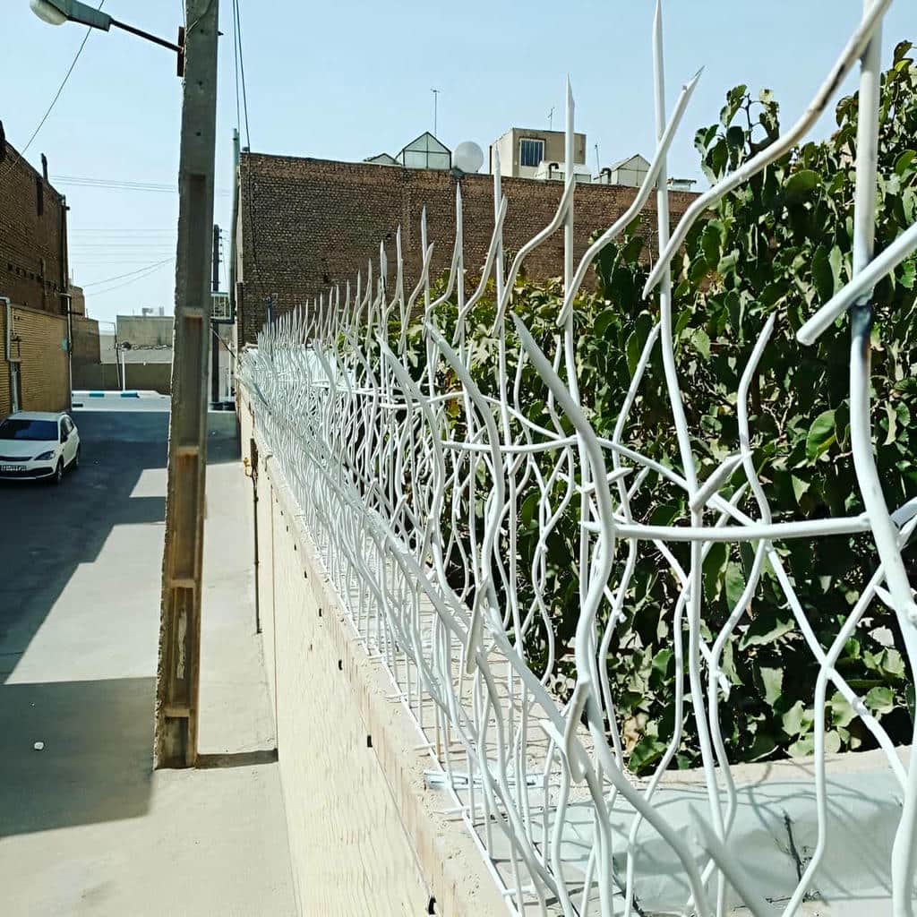 حفاظ شاخ گوزنی در ایرانشهر
