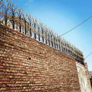 حفاظ شاخ گوزنی در کرمان