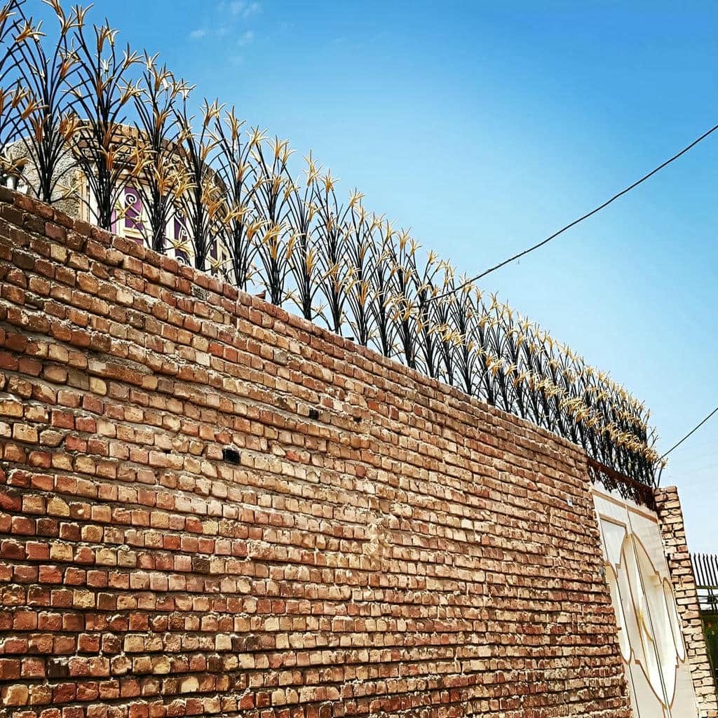 حفاظ شاخ گوزنی در کرمان