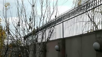 تفاوت حفاظ سرنیزه ای با حفاظ شاخ گوزنی روی دیوار
