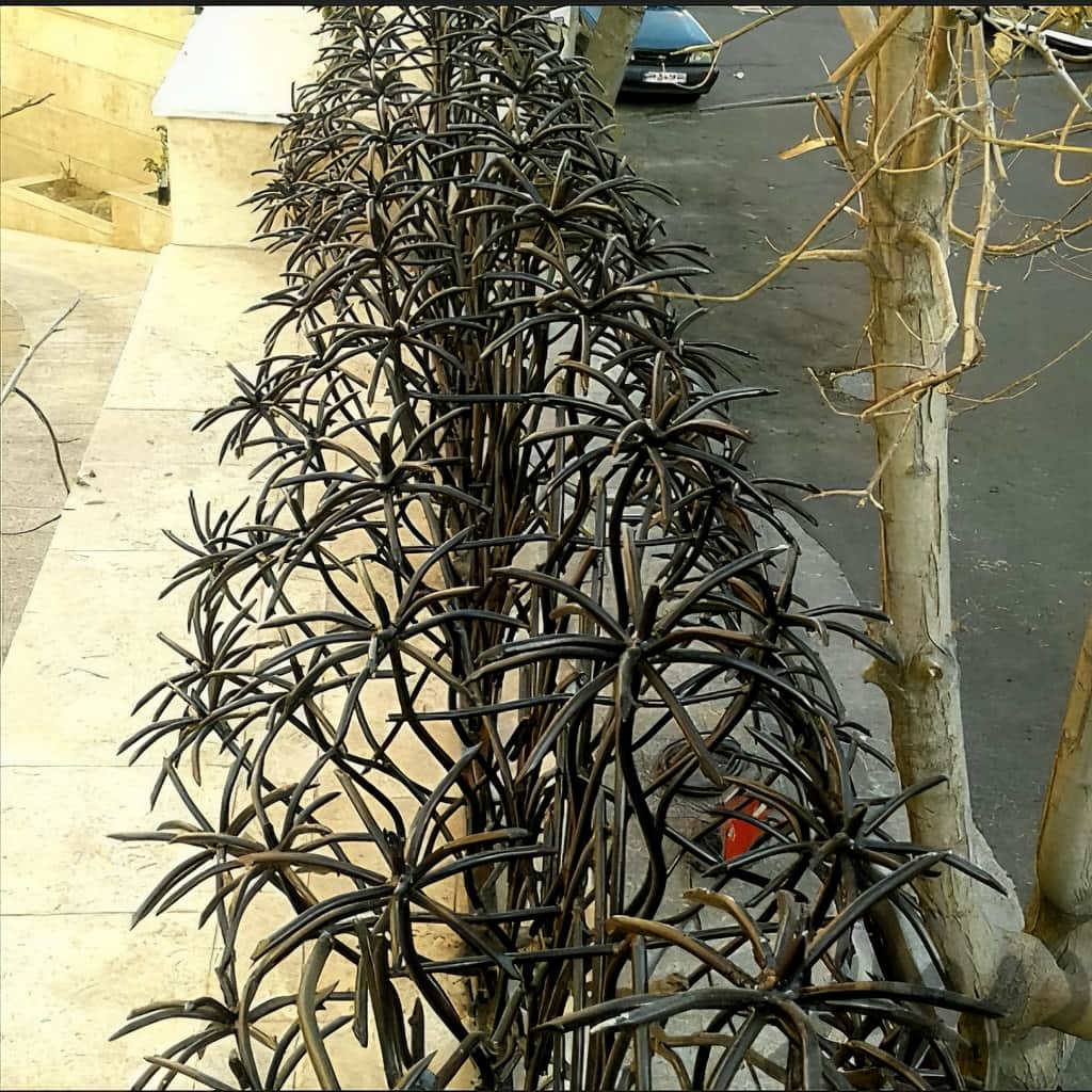 حفاظ روی دیوار باغ محوطه مدل نخل مرداب
