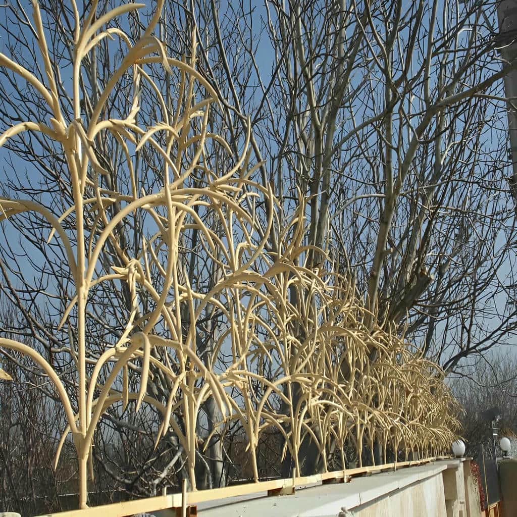 مقایسه شاخه های شاخ گوزنی و سرنیزه ای